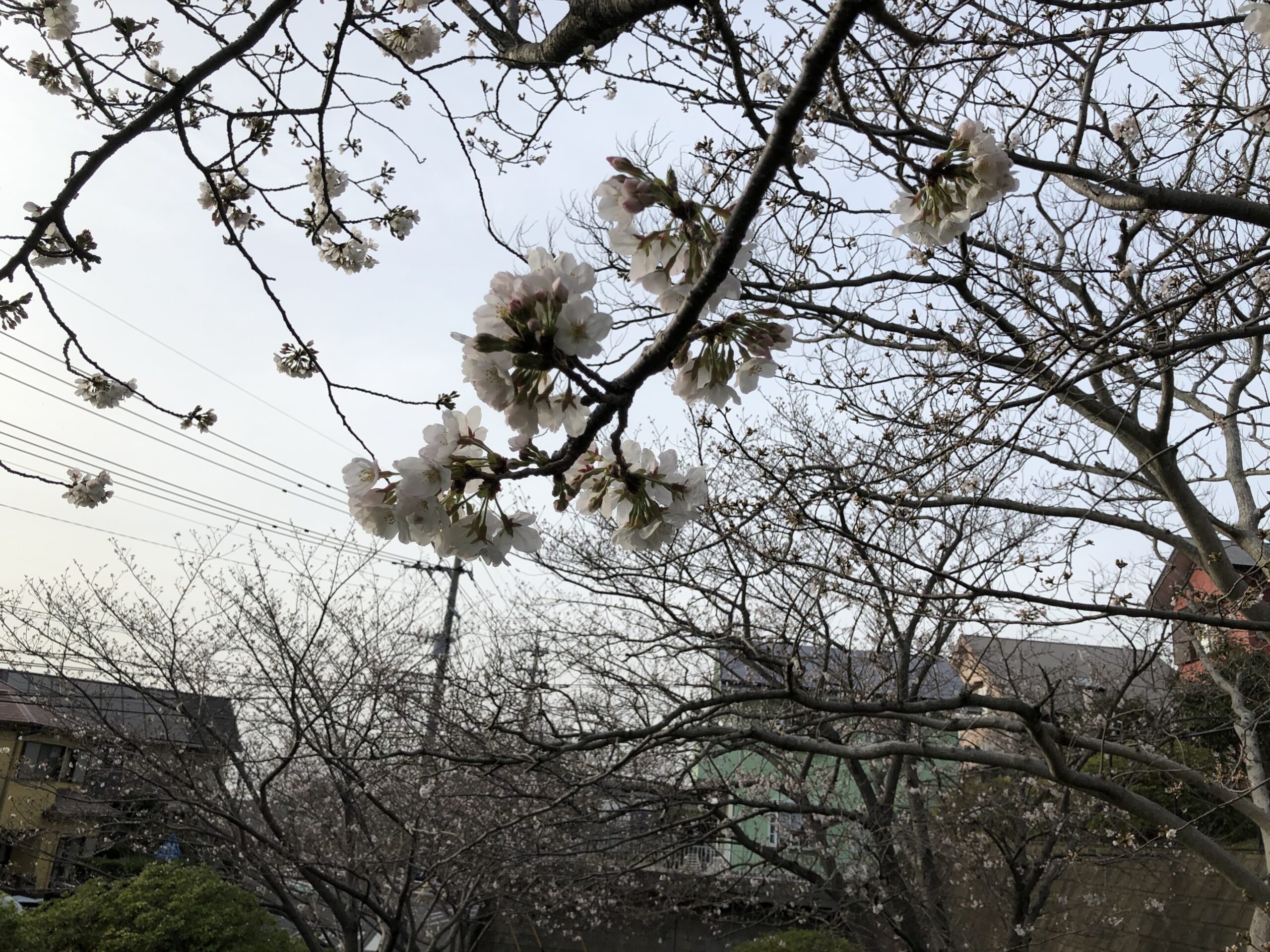 さくら咲く